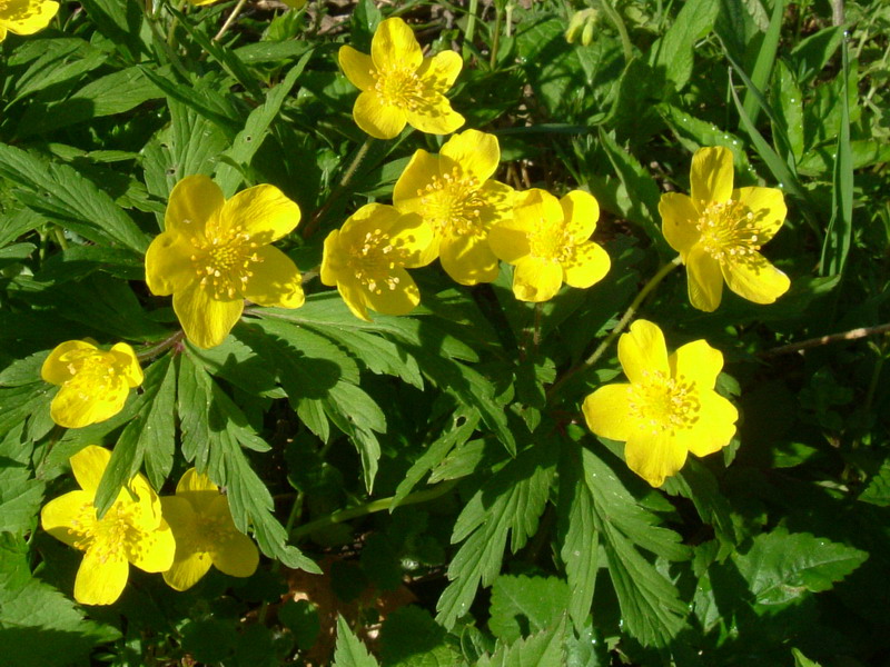 Anemonoides ranunculoides / Anemone gialla